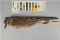 藏品(白腹鶇)的圖片